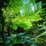 Farne im Australischen Regenwald